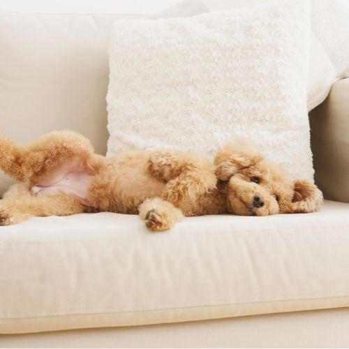 Fabric Sofa Care Guide: How to Clean & Maintain Upholstery
